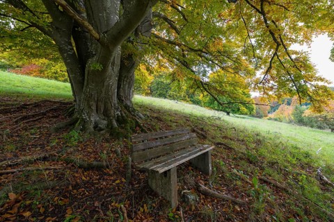 Bench in front of a mighty tree with sprawling roots, surrounded by autumn leaves, quiet natural