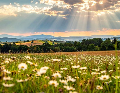 A sunlit meadow with daisies against a forest backdrop under a blue sky, Late summer country