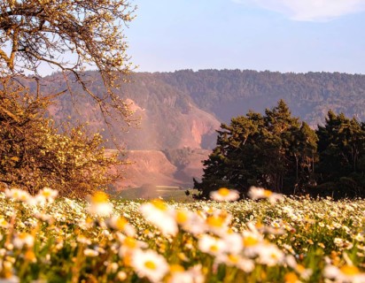 A sunlit meadow with daisies against a forest backdrop under a blue sky, Late summer country