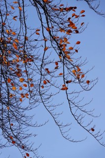 Last leaves on a beech tree in autumn against a blue sky, Germany