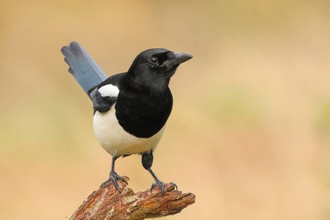 Magpie, (Pica pica) sitting on a branch with black and white feathers, wildlife, corvids, nature