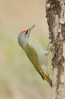 Grey woodpecker (Picus canus), male on a birch tree, wildlife, woodpeckers, nature photography,
