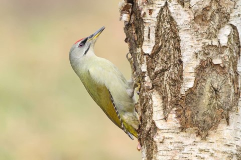 Grey woodpecker (Picus canus), male on a birch tree, wildlife, woodpeckers, nature photography,