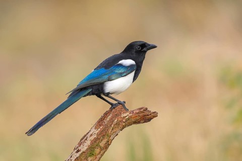 Magpie, (Pica pica) sitting on a branch with contrasting blue, black and white feathers, wildlife,