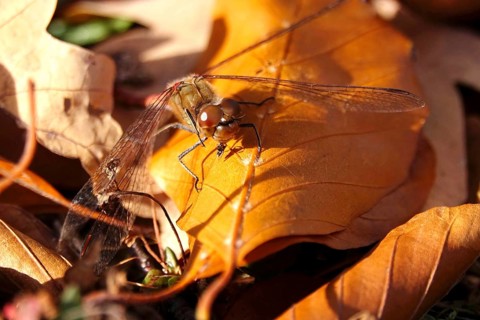 Dragonfly with prey on an autumn leaf, Germany