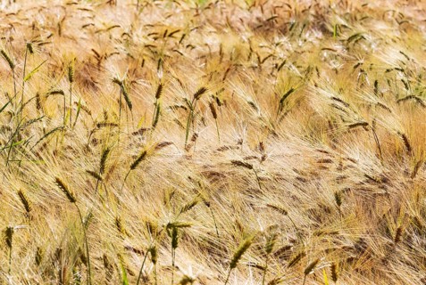 Barley, Hordeum vulgare, barley field, Mondseeland, Salzkammergut, Upper Austria, Austria