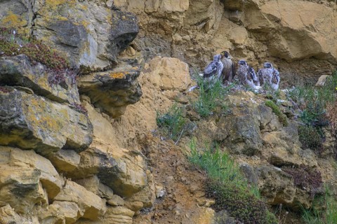 Peregrine falcon (Falco peregrinus), adult female in her habitat feeding nestlings in picturesque