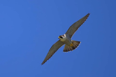 Peregrine falcon (Falco peregrinus), adult male flying against a blue sky, biosphere area, Swabian