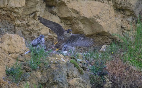 Peregrine falcon (Falco peregrinus), adult female taking off from Felsenhorst after feeding