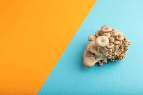 Raw Oyster mushroom, Pleurotus ostreatus on blue and orange pastel paper background. Side view,