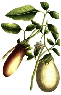 Solanum pomiferum, type of tomato, illustration, reproduction from a 19th century model. Authentic,