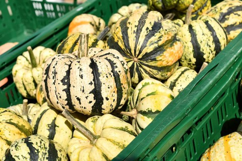 Sweet dumpling squashes in green crate at autumn market