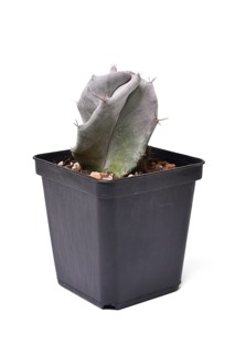 Small potted silver green colored 'Ritterocereus Pruinosus' cactus houseplant on white background