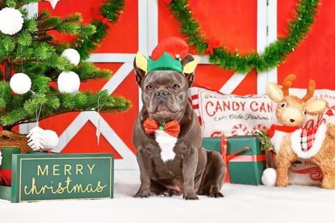 French Bulldog dog wearing Christmas elf costume hat and bow tie between festive decoration