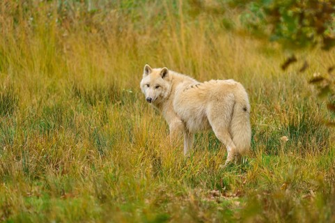 Wolf looks back over his shoulder in an open, autumnal environment, Arctic wolf (Canis lupus