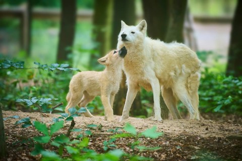 The puppy shows trust in an adult wolf, Arctic Wolf (Canis lupus arctos)