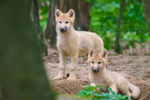 Two puppies curiously explore the forest, Arctic wolf (Canis lupus arctos)