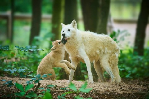 A puppy plays and interacts with an adult wolf, Arctic Wolf (Canis lupus arctos)