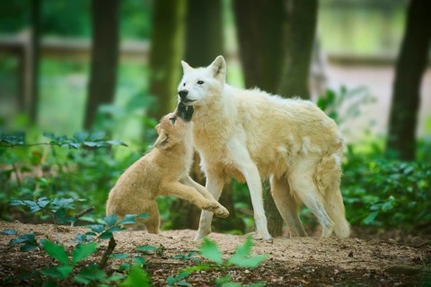A puppy approaches an adult wolf in the forest, Arctic wolf (Canis lupus arctos)