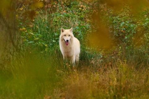A white wolf looks out of thick vegetation and awakens a sense of curiosity, Arctic wolf (Canis