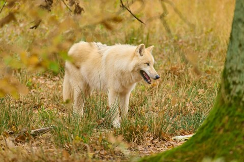 Relaxed white wolf standing among trees in an autumnal landscape, Arctic wolf (Canis lupus arctos)