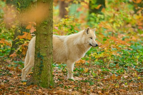 A wolf looks out in autumn forest full of colorful leaves, Arctic wolf (Canis lupus arctos)