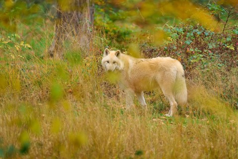 White wolf looking back in an autumnal forest surrounded by leaves and shrubs, Arctic wolf (Canis
