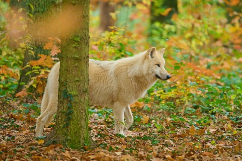 A wolf stands partially covered by trees in autumn forest, Arctic wolf (Canis lupus arctos)