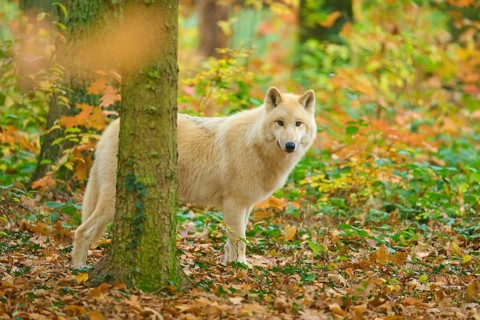 A wolf looks out curiously from behind a tree in autumn forest, Arctic wolf (Canis lupus arctos)