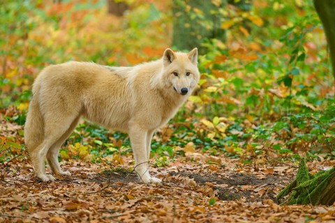 A wolf stands in a forest full of autumn leaves and leaves on the ground, Arctic wolf (Canis lupus