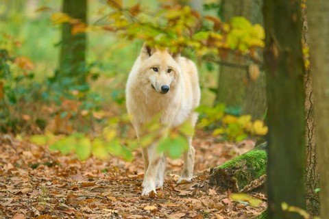 A bright wolf walks through an autumn forest, Arctic wolf (Canis lupus arctos)