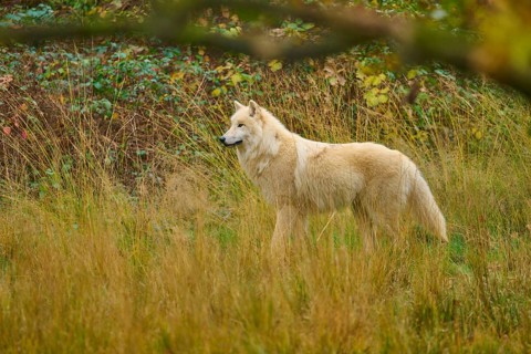 White wolf runs peacefully through an open, autumnal meadow landscape, Arctic wolf (Canis lupus