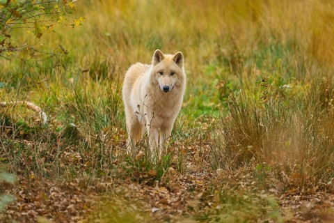 White wolf standing curiously in an autumnal landscape with deciduous soil, arctic wolf (Canis