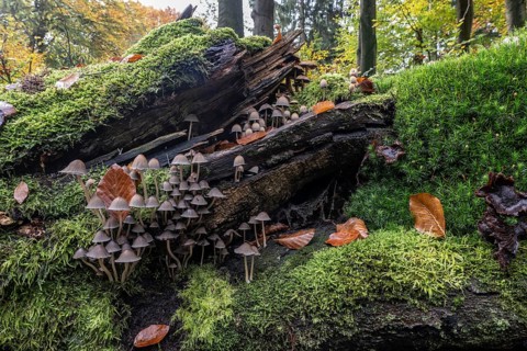 Helmlinge (Mycena), Emsland, Lower Saxony, Germany
