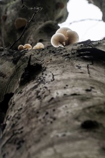 Ringed beech mucida (Oudemansiella mucida), Emsland, Lower Saxony, Germany