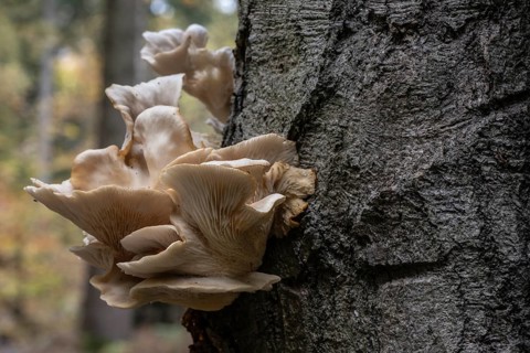 Grooved mushroom (Pleurotus cornucopiae), Emsland, Lower Saxony, Germany