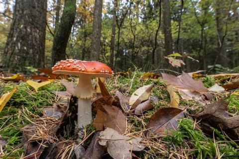 Toadstool (Amanita muscaria), Emsland, Lower Saxony, Germany