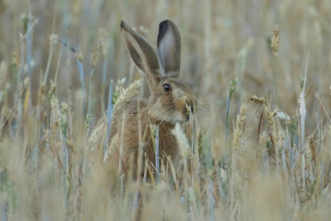 European brown hare (Lepus europaeus) adult animal feeding on a wheat sheath in a farmland field in