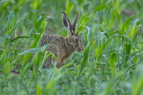 European brown hare (Lepus europaeus) adult animal in a farmland maize field in summer, England,