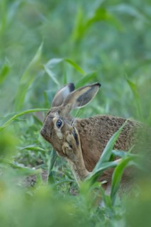 European brown hare (Lepus europaeus) adult animal washing its foot in a farmland maize field in