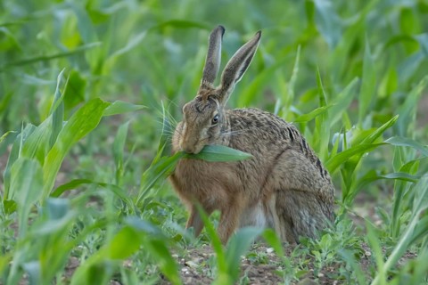 European brown hare (Lepus europaeus) adult animal feeding in a farmland maize field in summer,