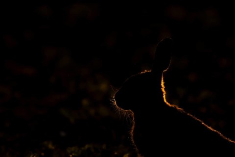 European brown hare (Lepus europaeus) adult animal backlit in a farmland field in summer, England,