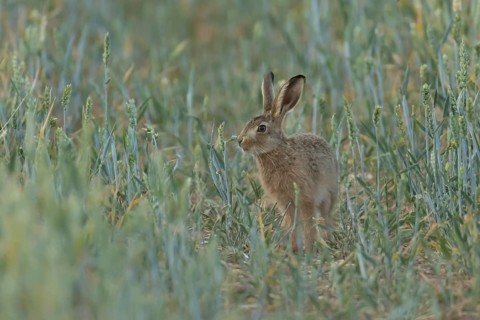 European brown hare (Lepus europaeus) juvenile baby leveret animal in a farmland wheat field in