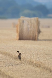 European brown hare (Lepus europaeus) adult animal in a farmland stubble field with a straw or hay