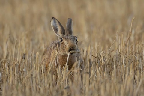 European brown hare (Lepus europaeus) adult animal feeding on a wheat sheath in a farmland stubble