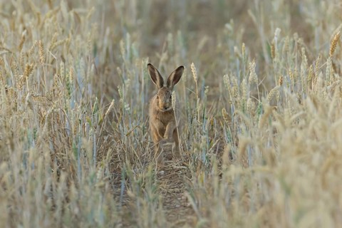 European brown hare (Lepus europaeus) juvenile baby leveret animal running in a farmland wheat