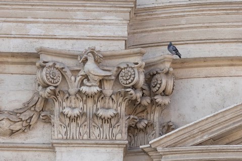 Feral dove (Columba livia) adult bird on a building with a peace dove bird sculture in the city of