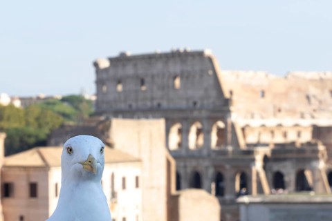 Yellow-legged gull (Larus michahellis) adult bird on an ancient city building with The Colosseum in