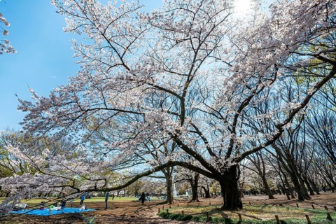 Blooming cherry trees in spring, Yoyogi Park, Hanami Festival, Shibuya District, Shibuya District,