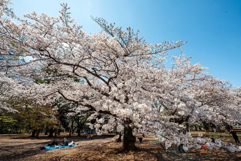 Blooming cherry tree in spring, Yoyogi Park, Hanami Festival, Shibuya District, Shibuya District,